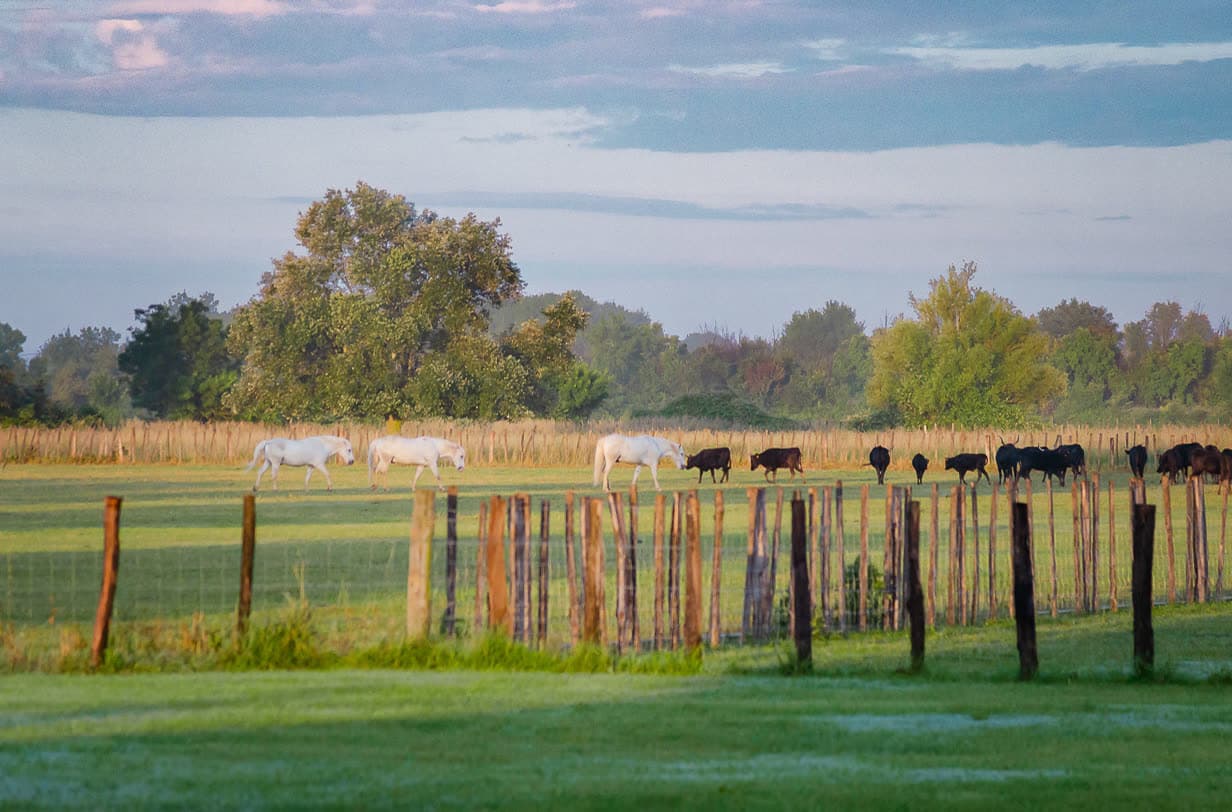 Une manade de taureaux de Camargue et des chevaux blancs paissent dans les prés, au crépuscule.